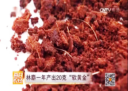 農(nóng)民養(yǎng)殖林麝，一年產(chǎn)值過(guò)百萬(wàn)