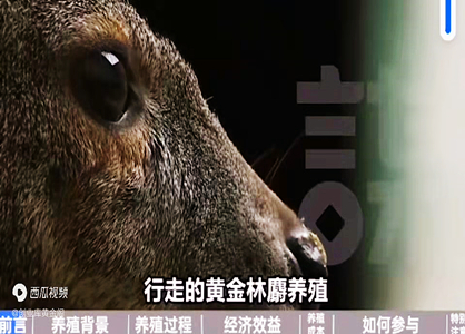 林麝養(yǎng)殖，貴比黃金